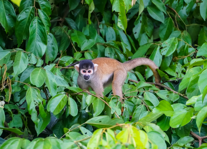 A squirrel monkey in the trees on Tres Chimbadas Lake.