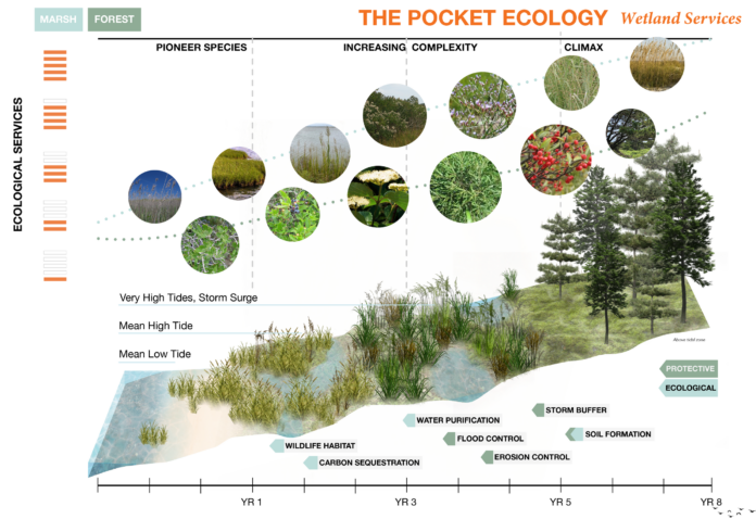 The Pocket Ecology wetland services graphic.