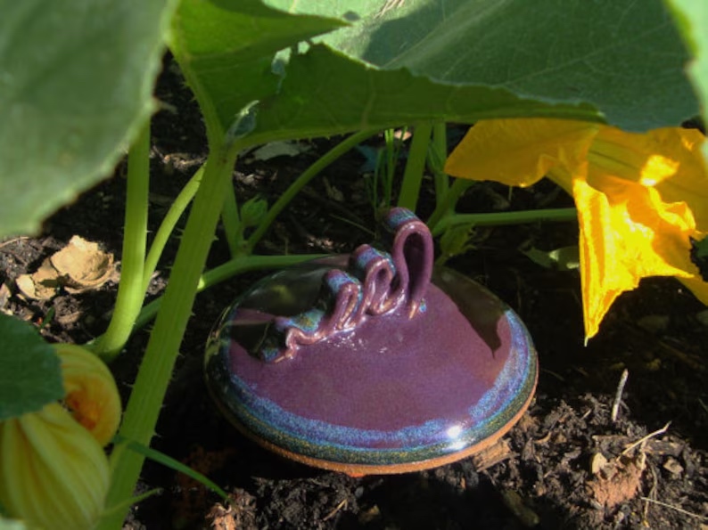 A zucchini plant and flower shown covering a purple and blue ceramic lid in a garden.