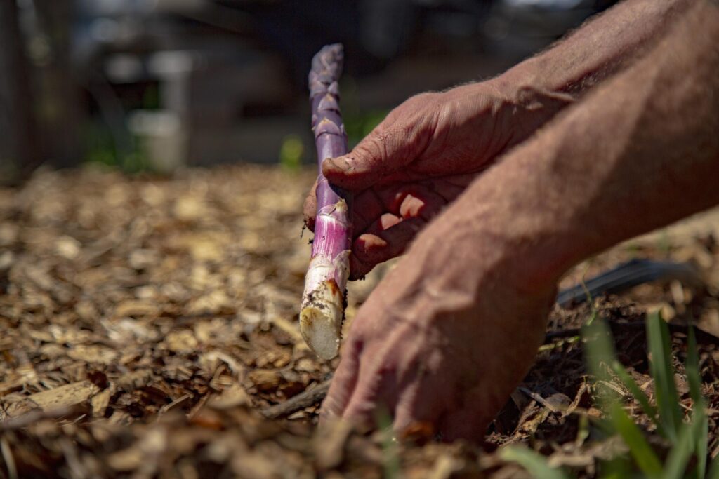 Harvesting asparagus.