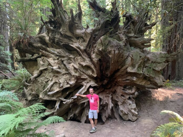 person standing in front of fallen redwood tree