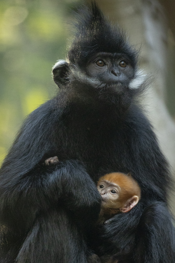 Endangered Francois' Langur Meili holds her new orange baby.