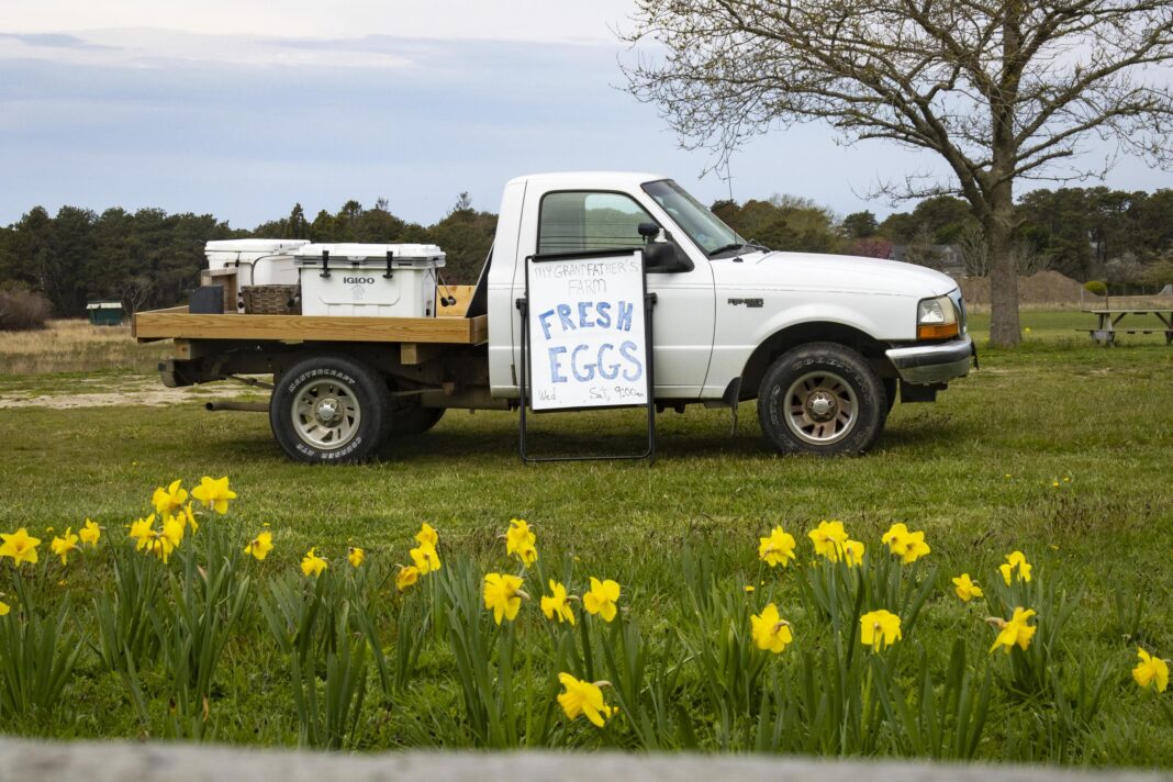 A truck parked behind yellow flowers,