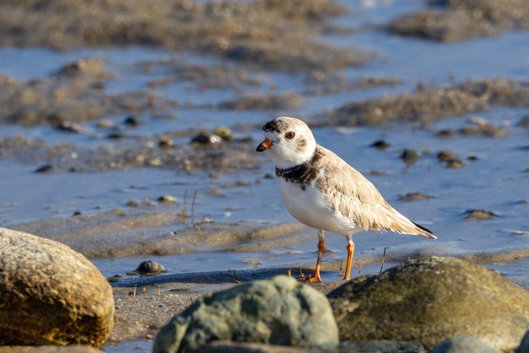 plover on on rock on shore