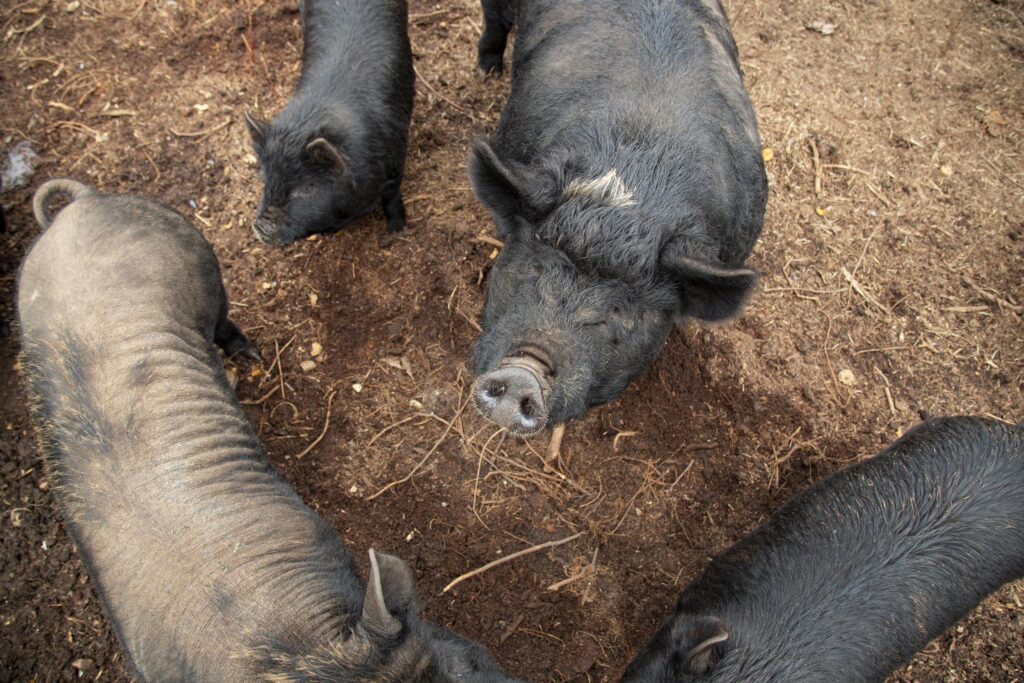 three hogs in dirt
