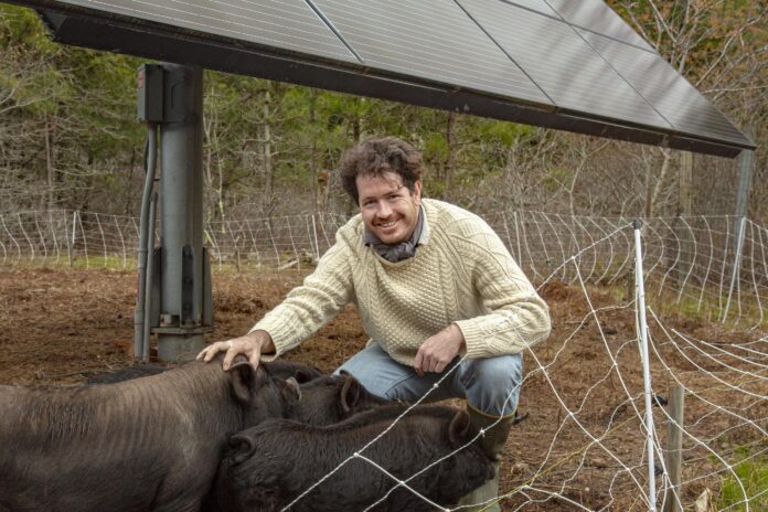 man with guinea hogs on farm