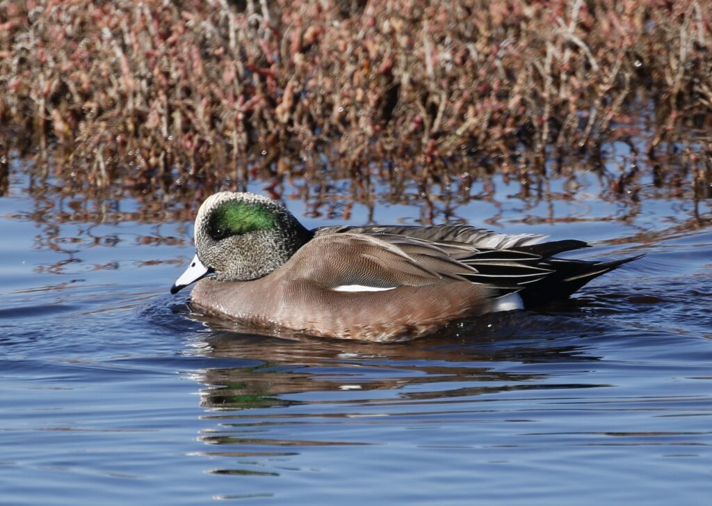 duck swimming in water