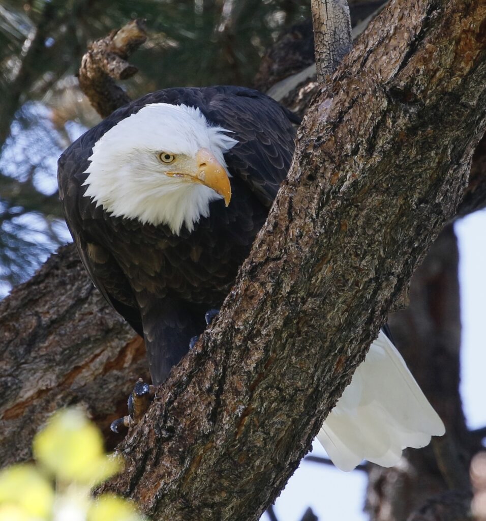 close up of bald eagle in a tree