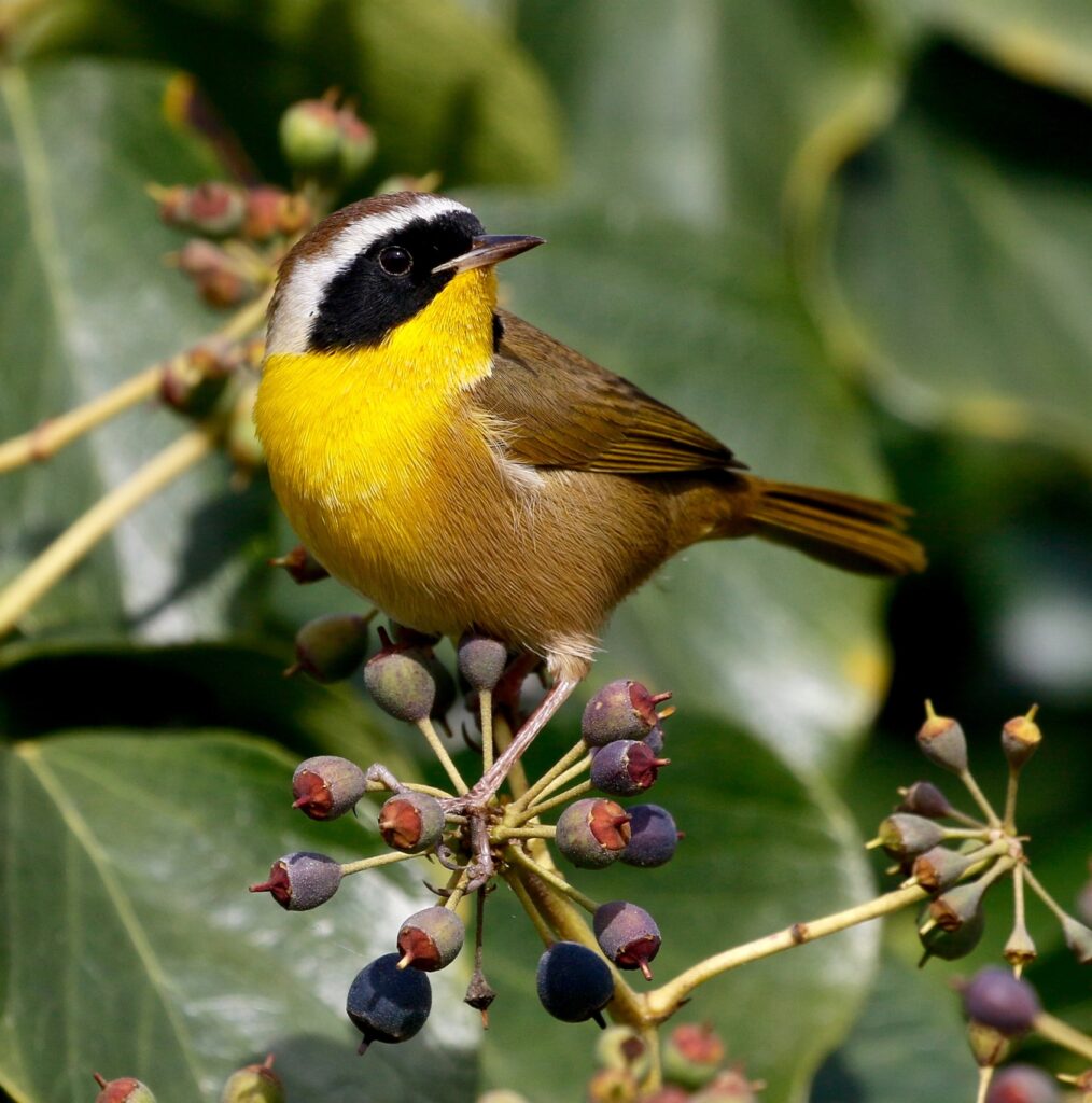yellow brown and black bird on berry tree
