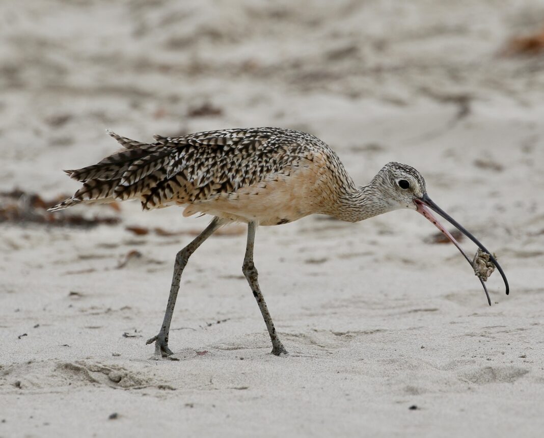 long billed curlew on beach