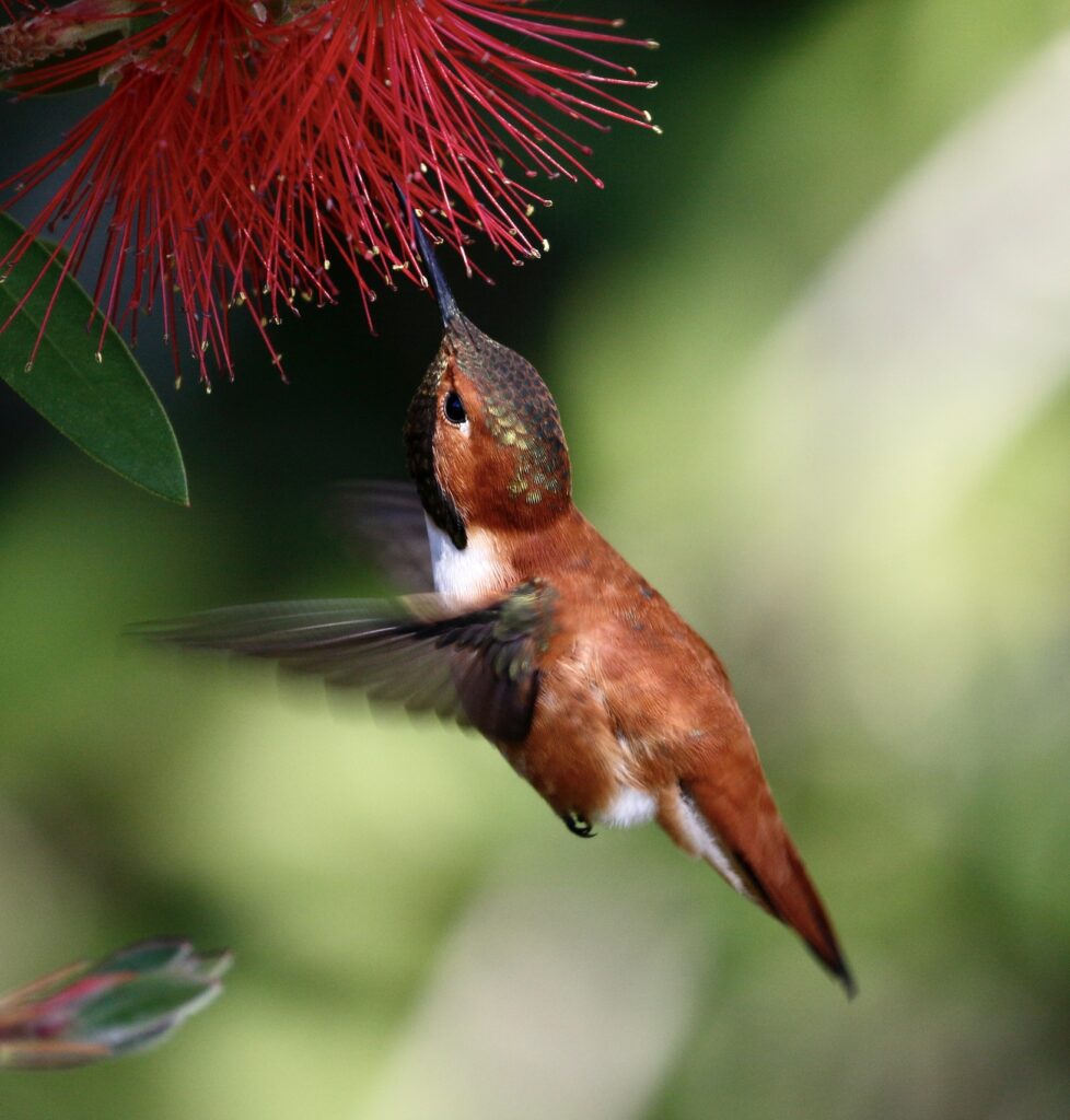 colorful hummingbird feeding on red flower
