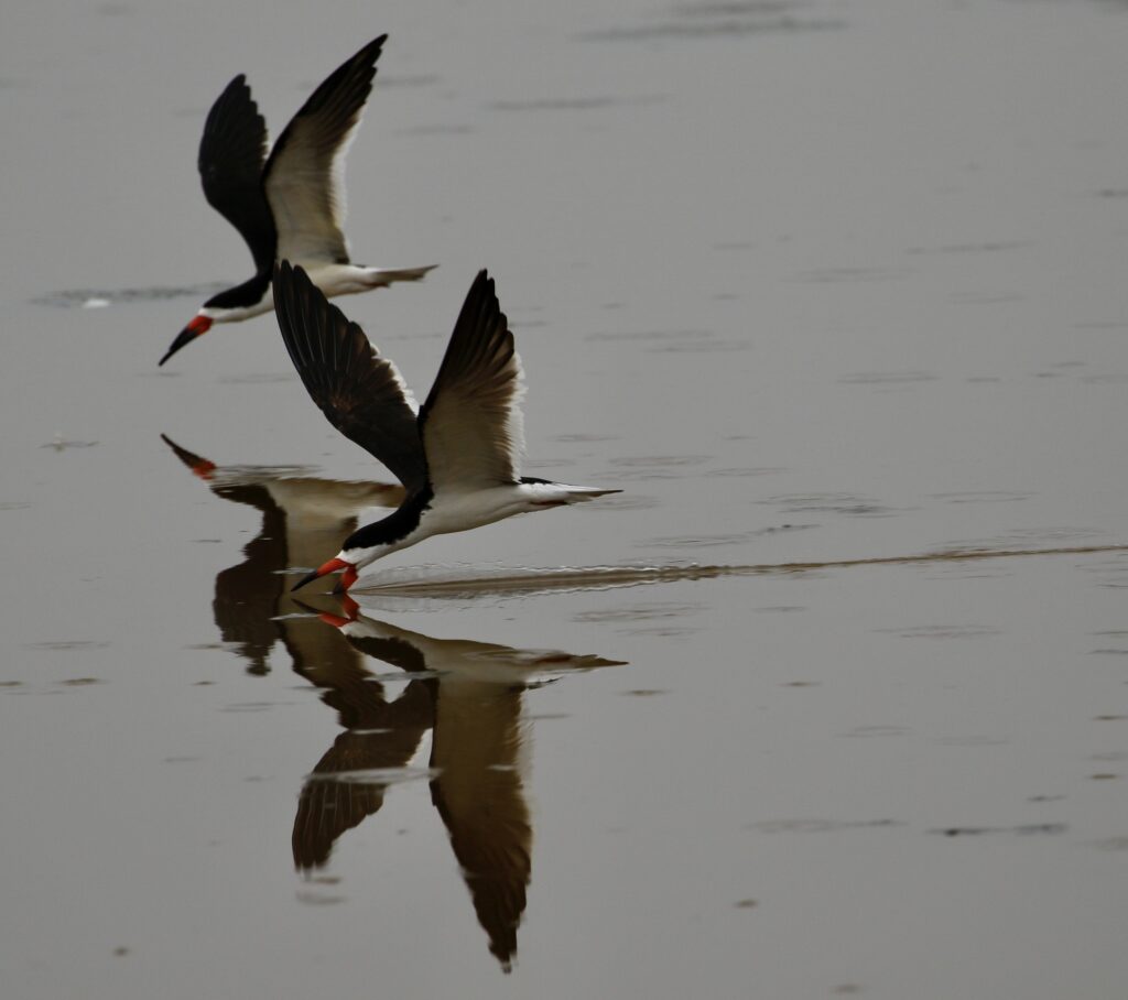 black skimmers