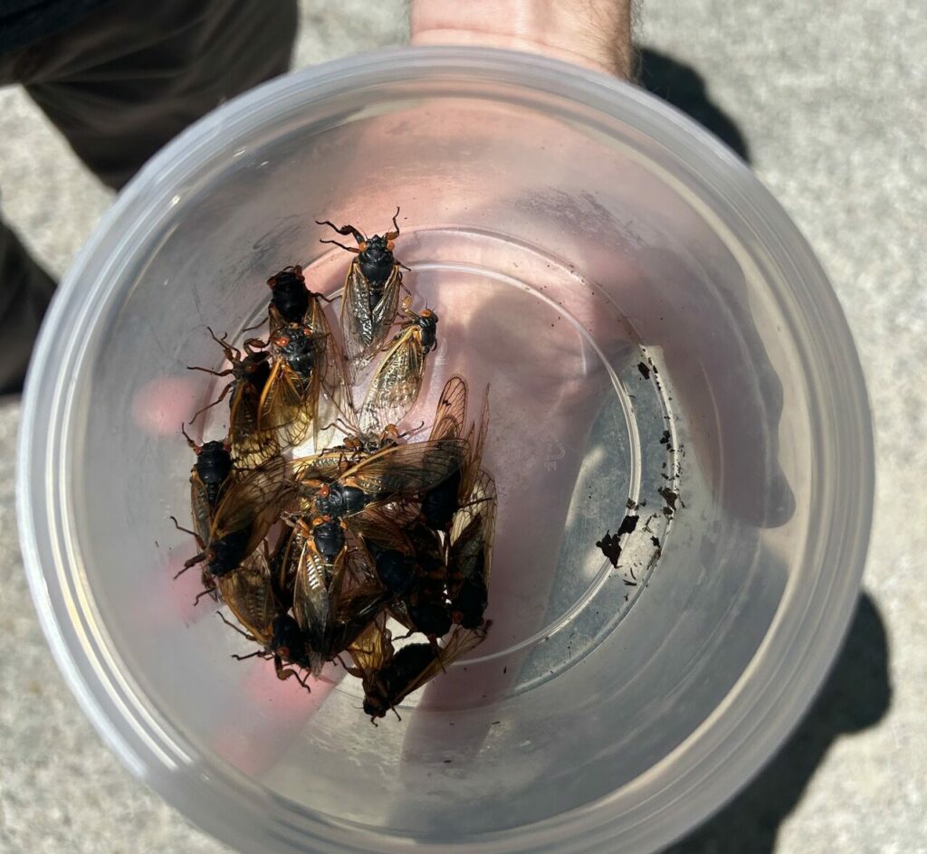 bowl of cicada insects