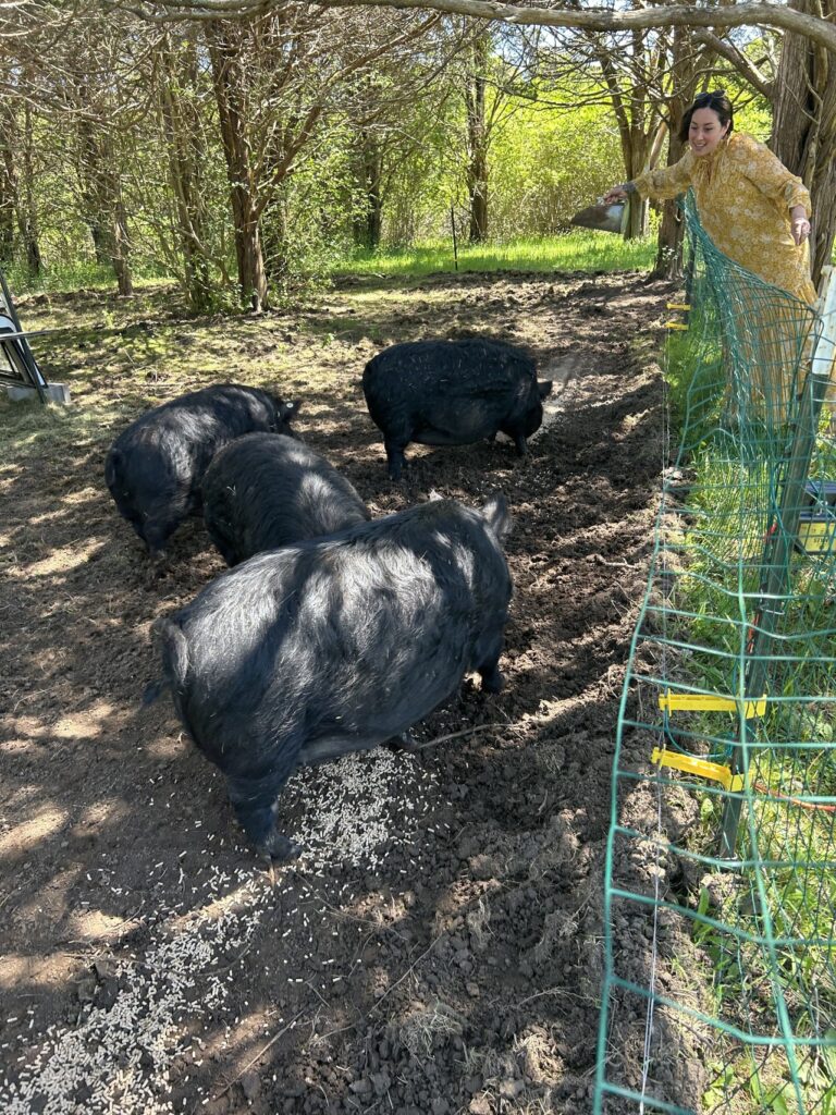 person with several hogs