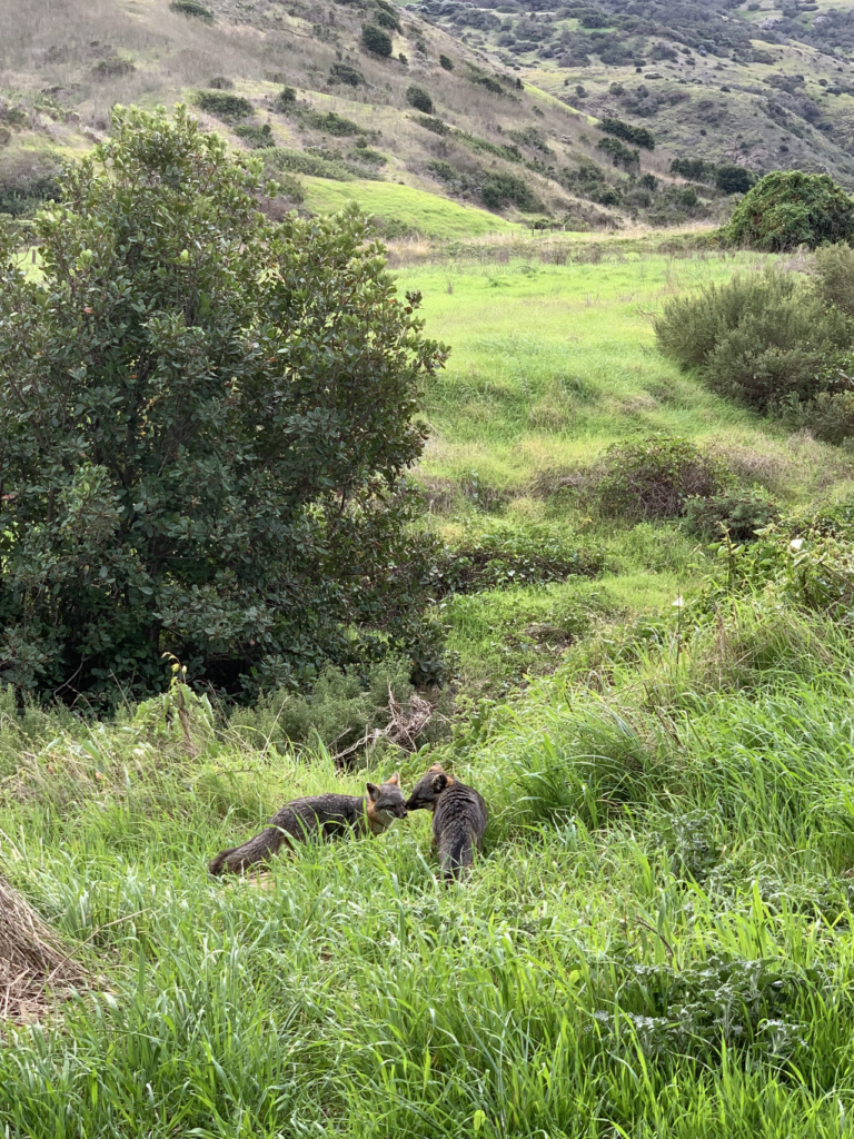 2 island fox
