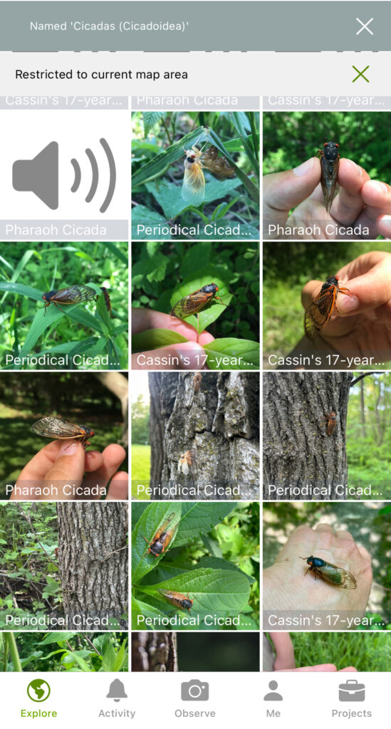 screenshot of iNaturalist app, a database of bugs