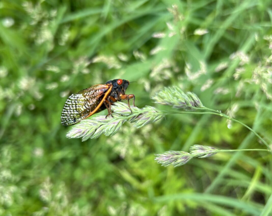 cicada on a blade of grass