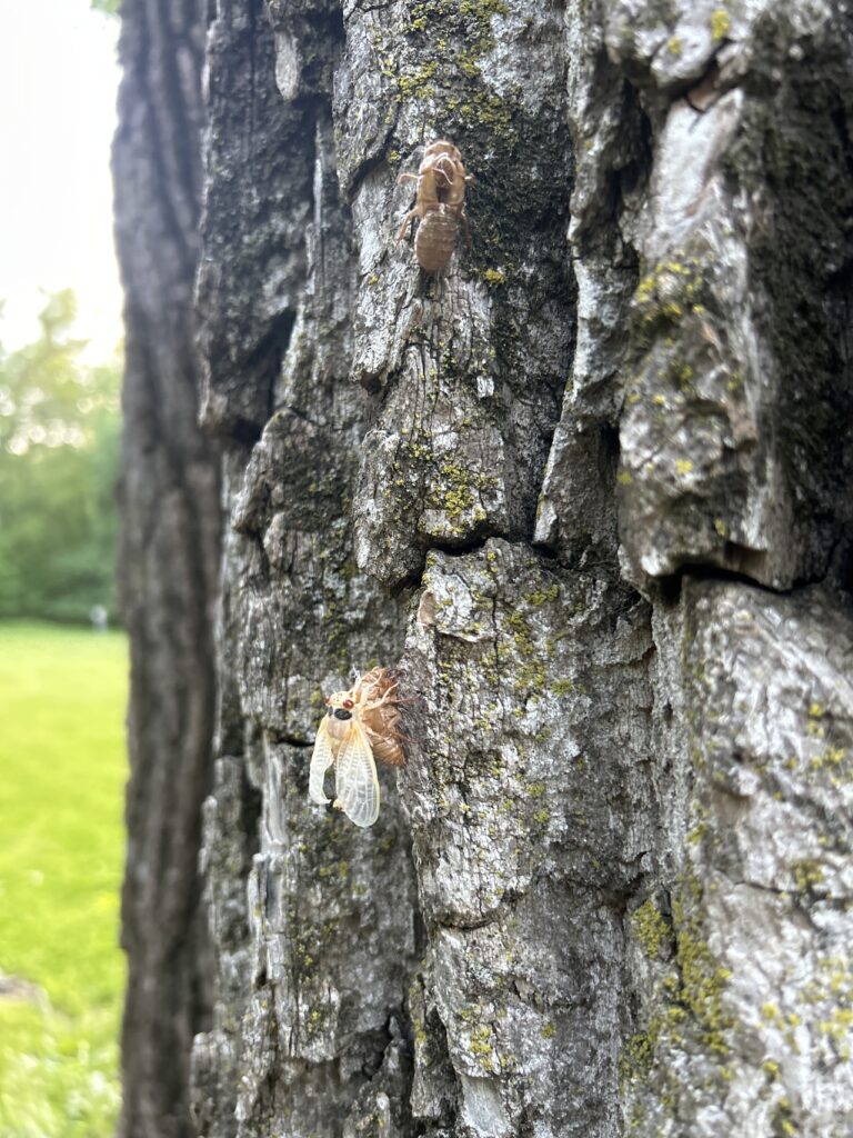 cicadas on tree bark