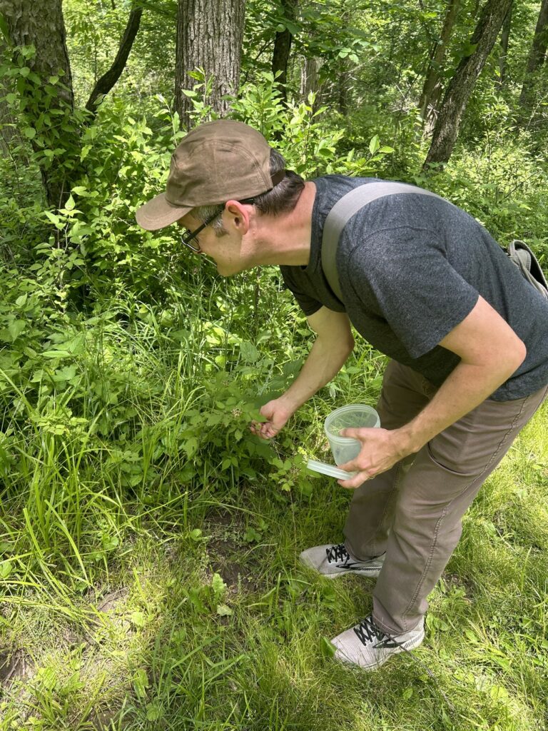 man with jar bending down to look closely at tall grass