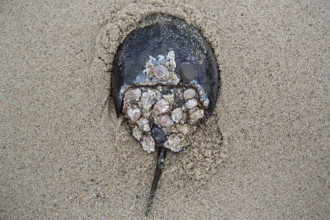A horseshoe crab covered in barnacles.