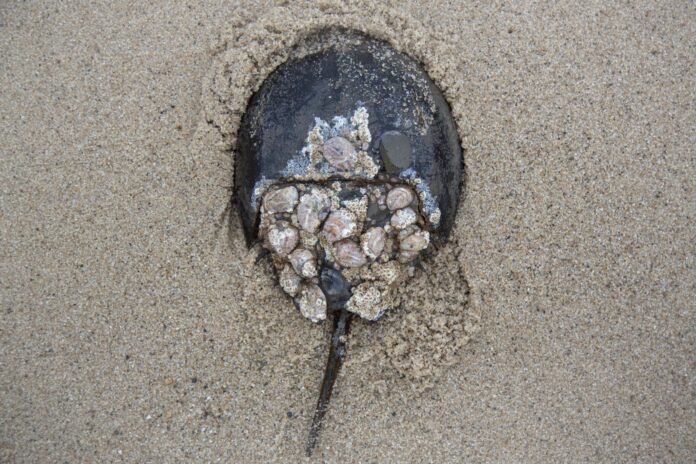 nantucket-horseshoe-crab-smoore A horseshoe crab covered in barnacles.