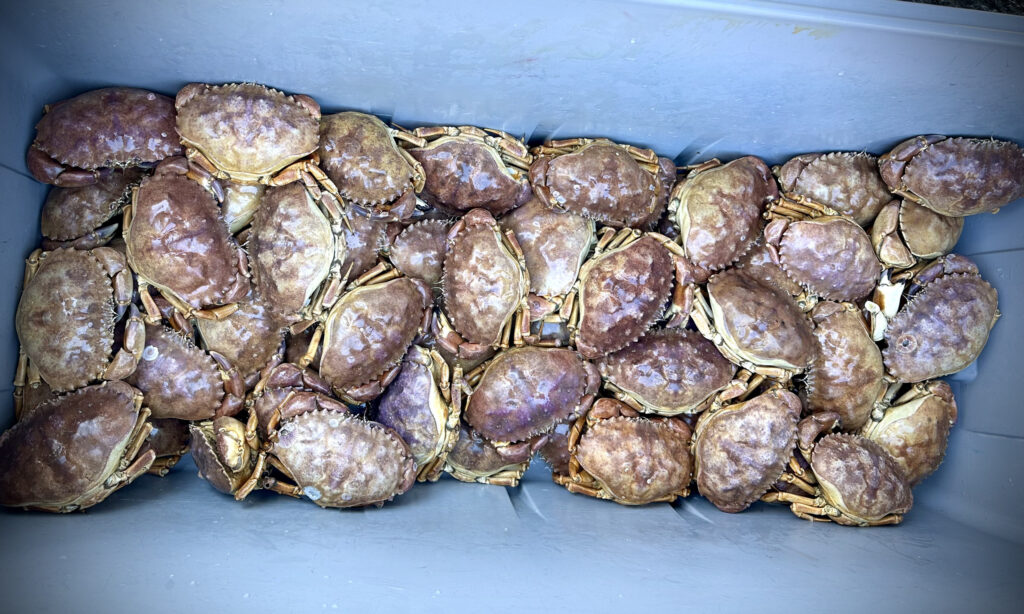 rock crabs in a bin