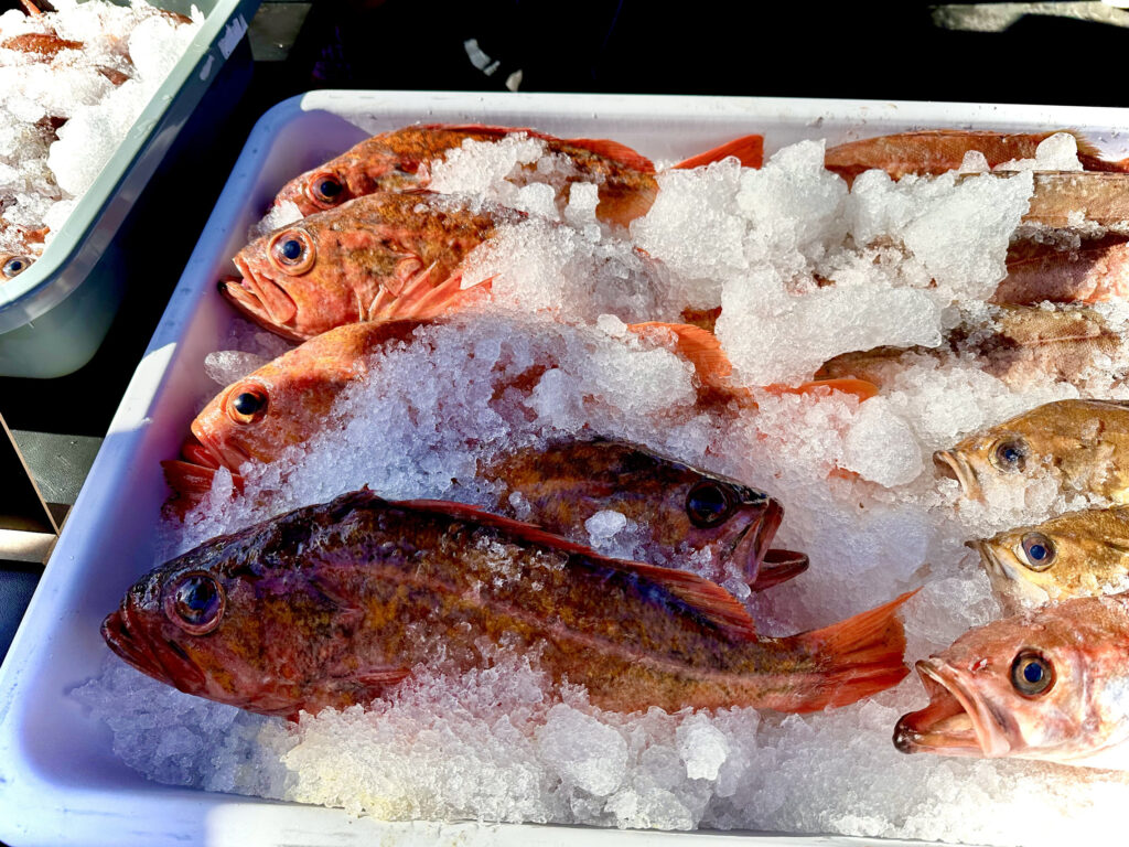 rockfish over slushed ice