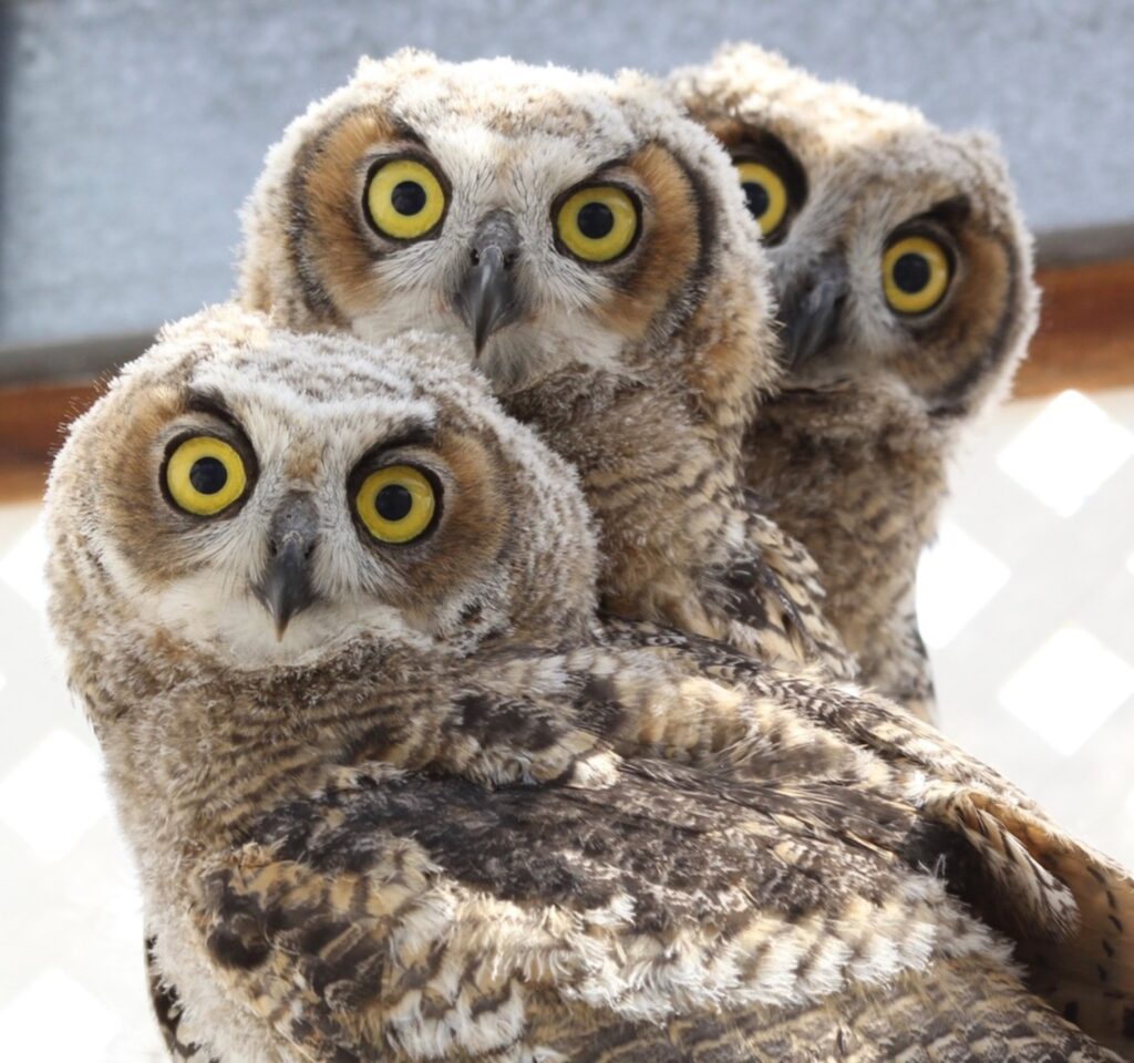 Three great horned owls at the rehabilitation center