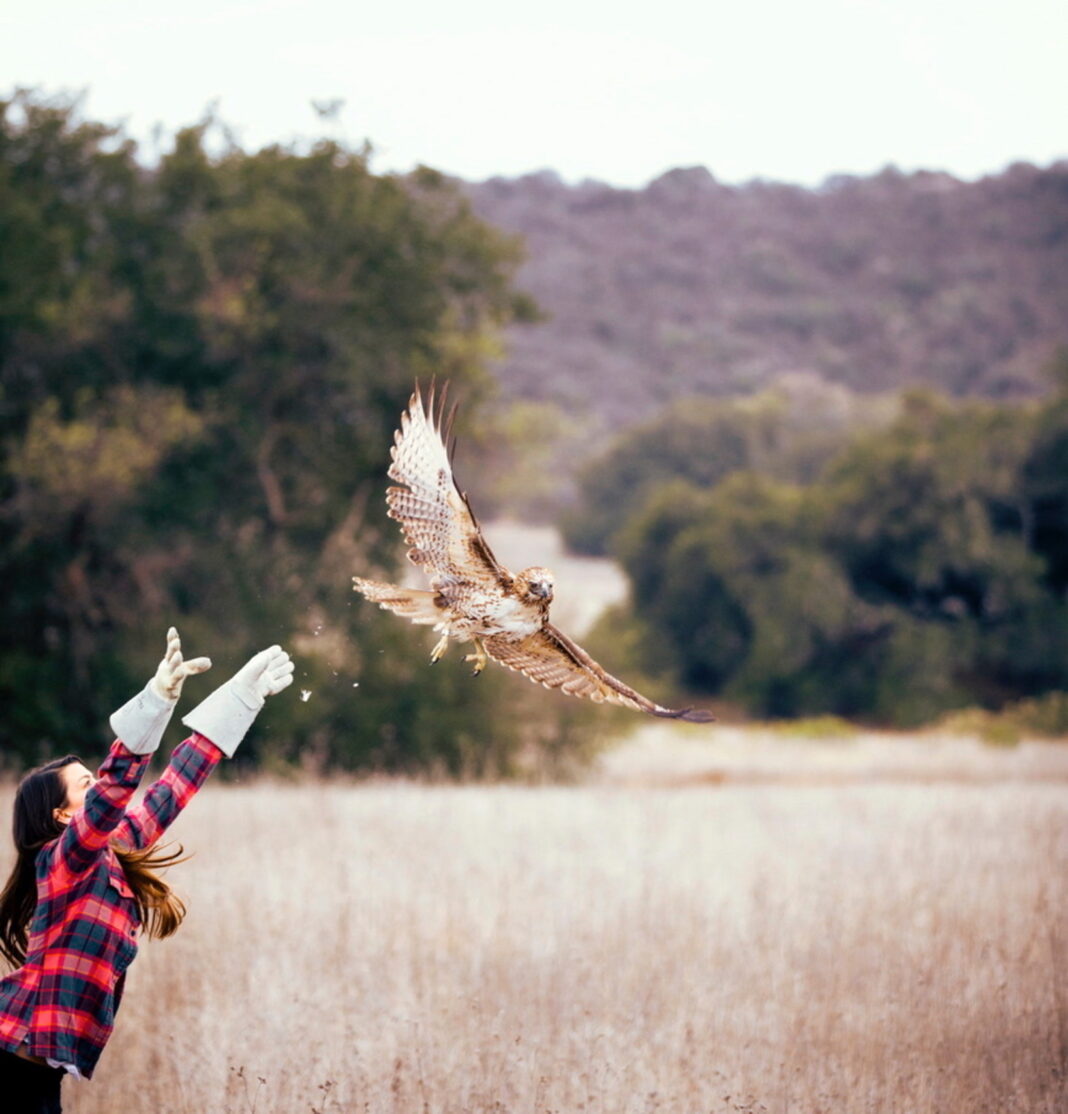 A red tailed hawk flying away as a volunteer releases it