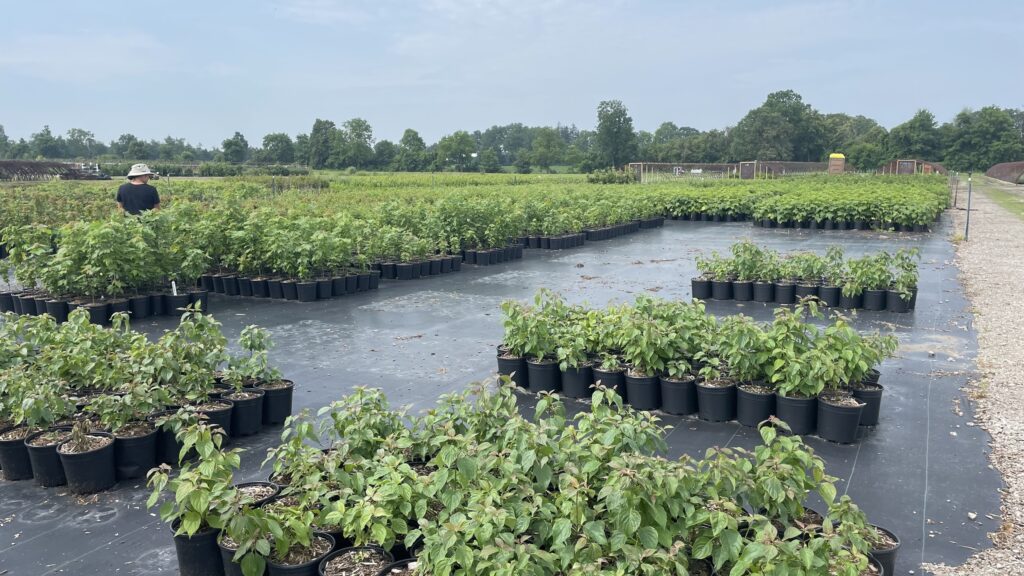 plants and seedlings in garden nursery