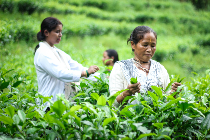 A small group of women in the Himalayan state of Sikkim are growing organic tea.