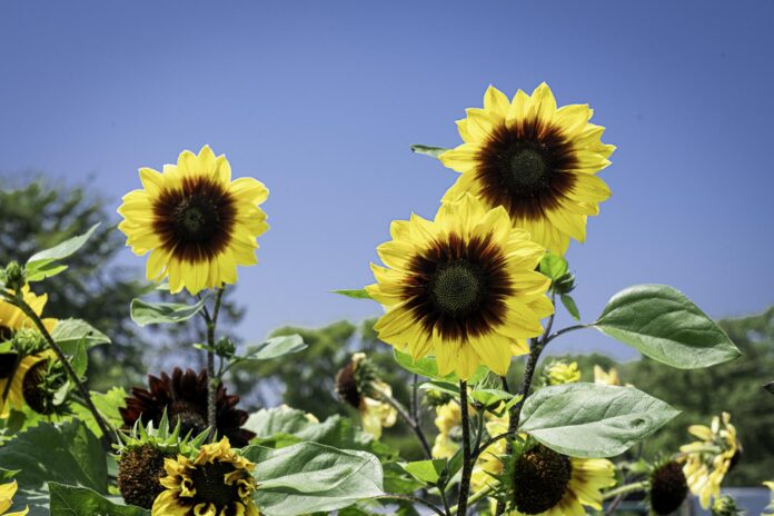 yellow and maroon sunflowers