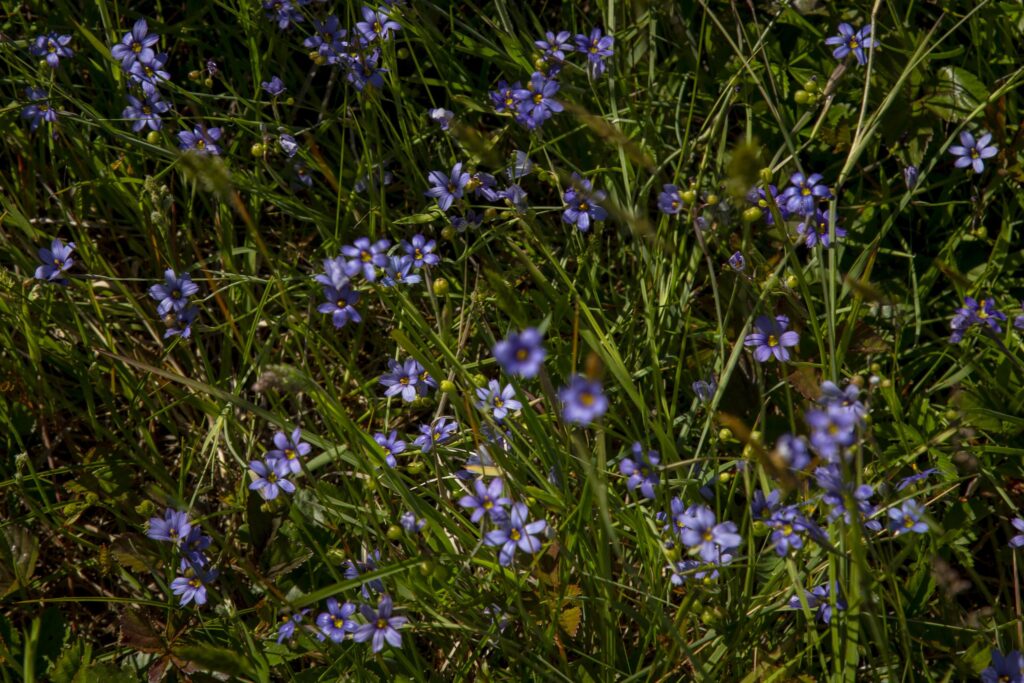 Blue-eyed grasses.