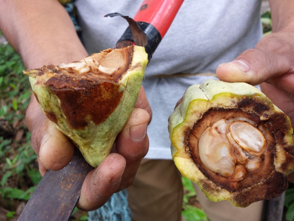 person holding cacao plant close up