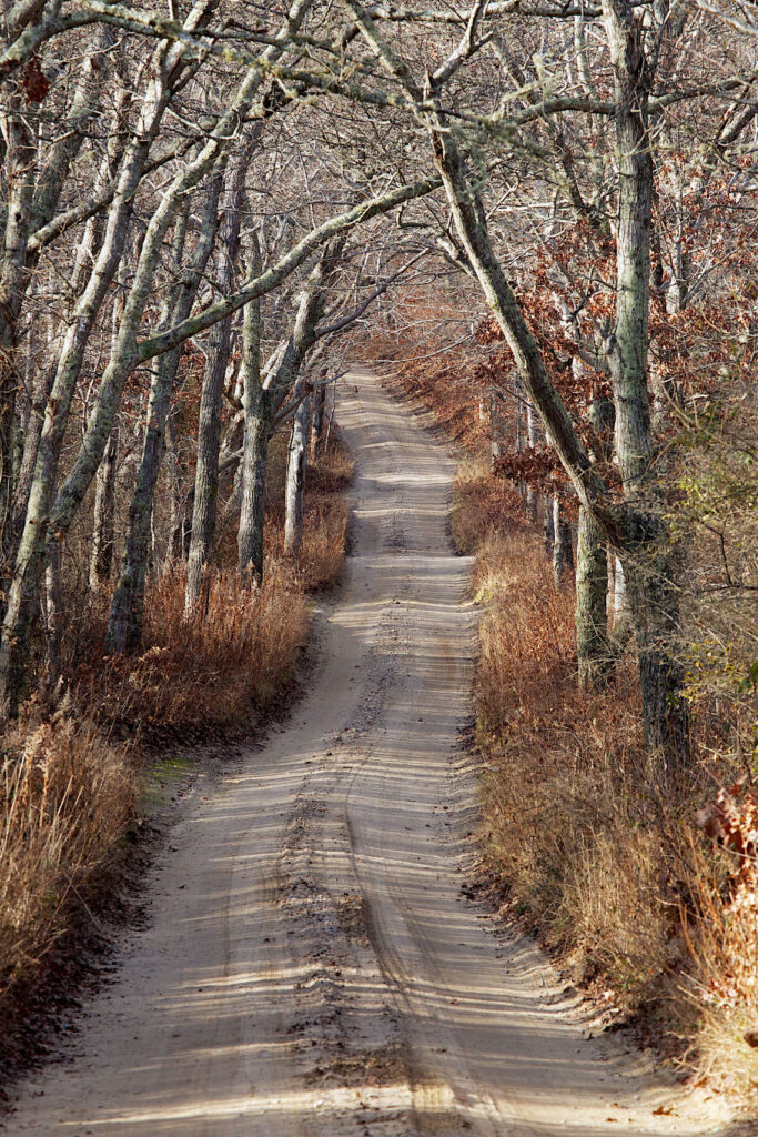 dirt road with trees in fall