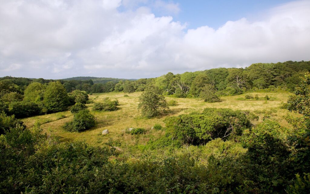 field and trees landscape