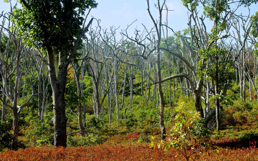 trees in wetland