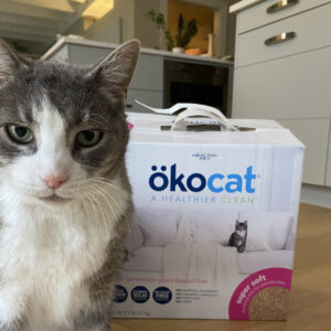 In a home kitchen, a white and gray cat with green eyes stands on a wood floor next to a white box of cat litter from the brand Okocat.