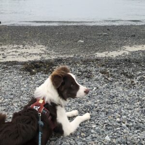 A brown and white border collie wearing a brick red harness and green rope leash lays down on a stone beach.