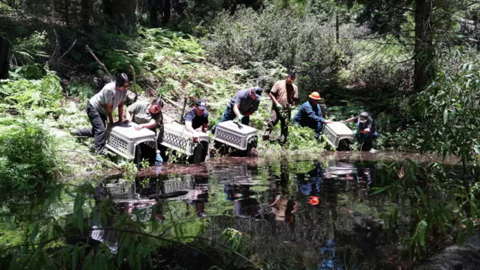 people with open crates releasing beavers alongside river