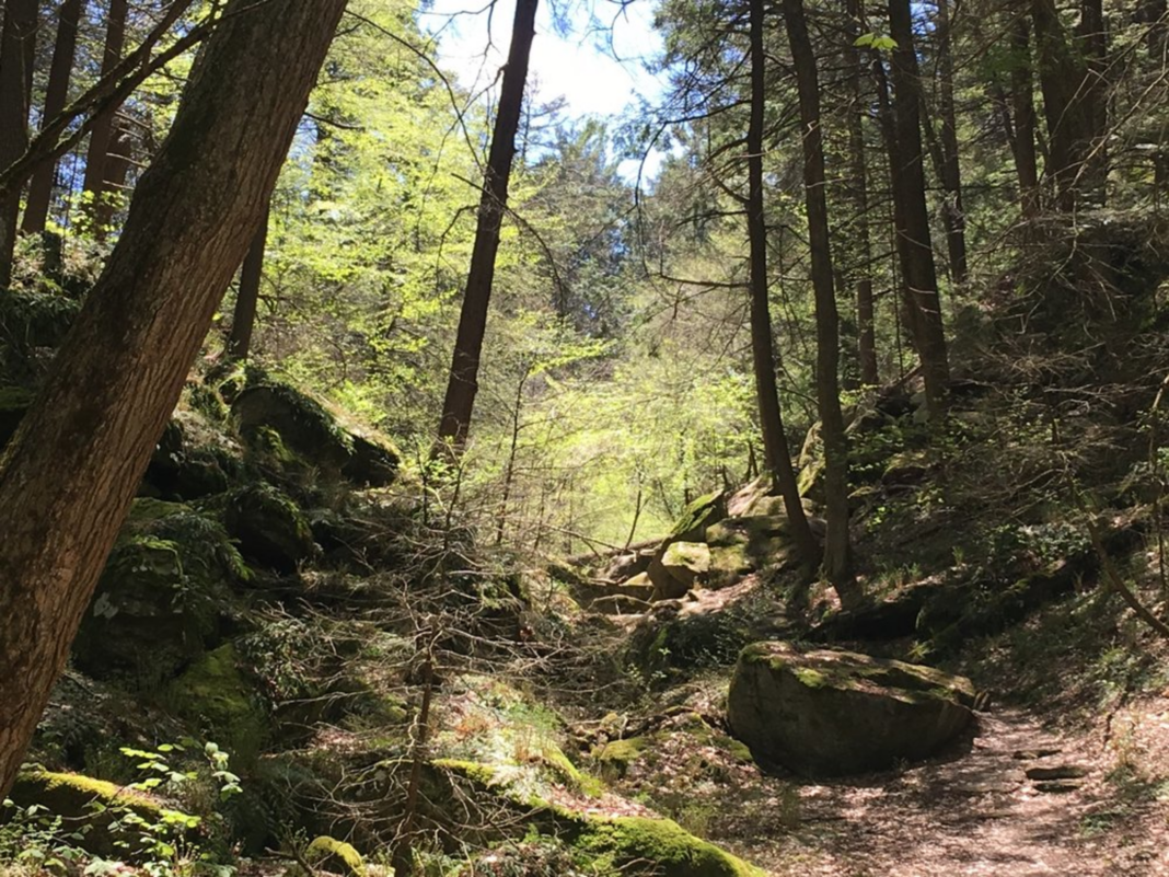 The old-growth forest of Ice Glen in Western Massachusetts.