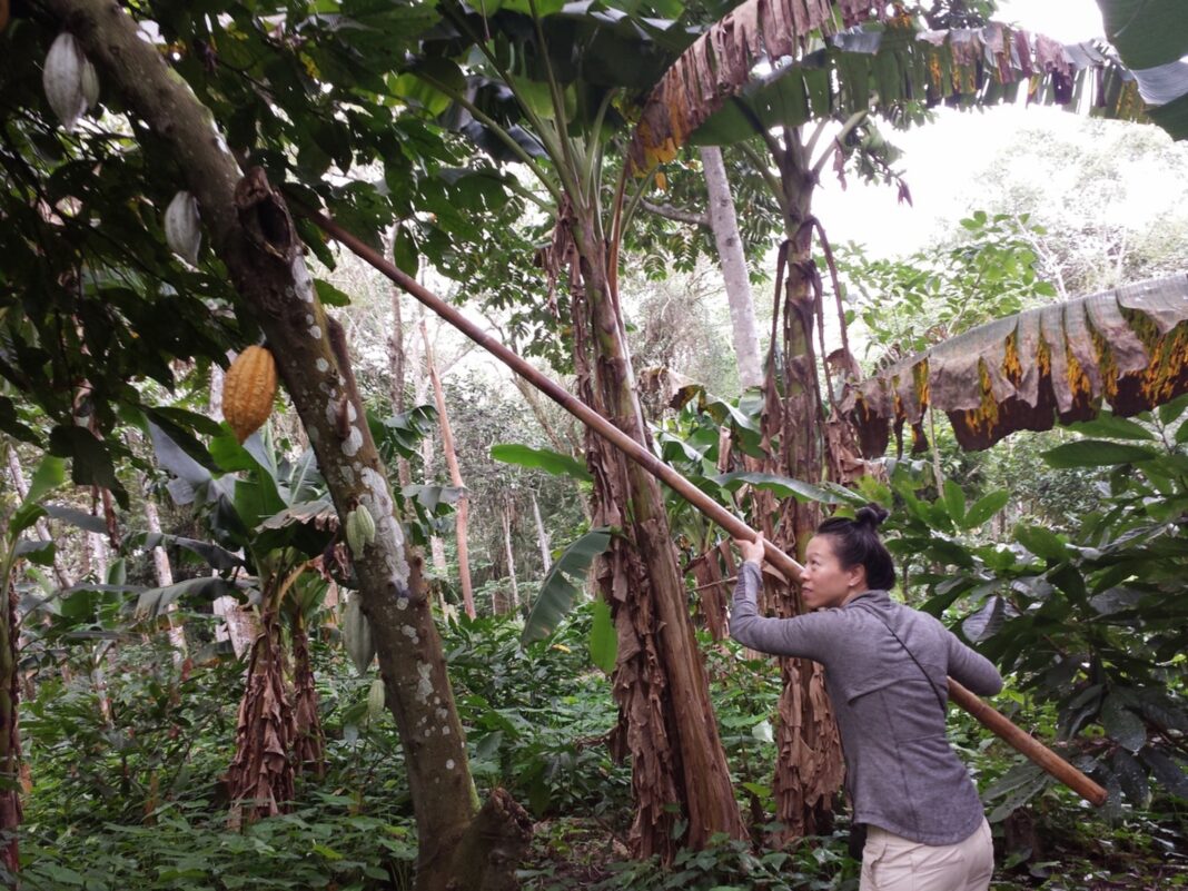 person on cacao farm