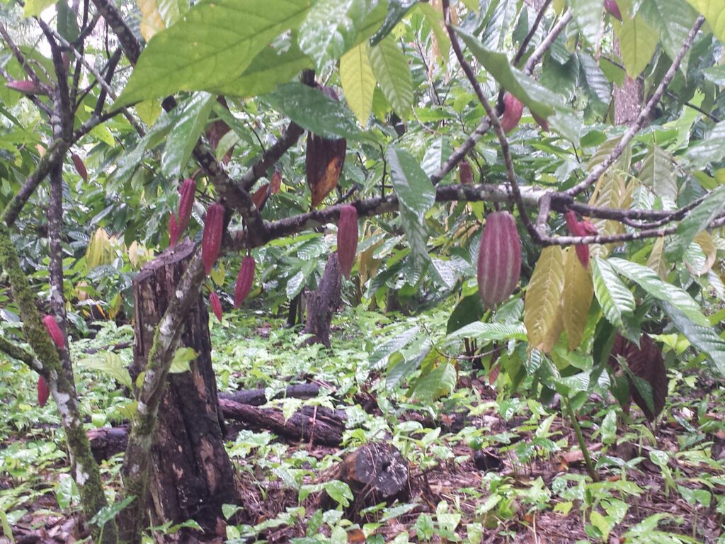 cacao tree plantation