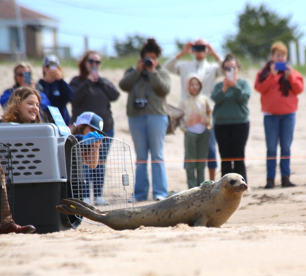 a juvenile harp seal exiting crate on beach