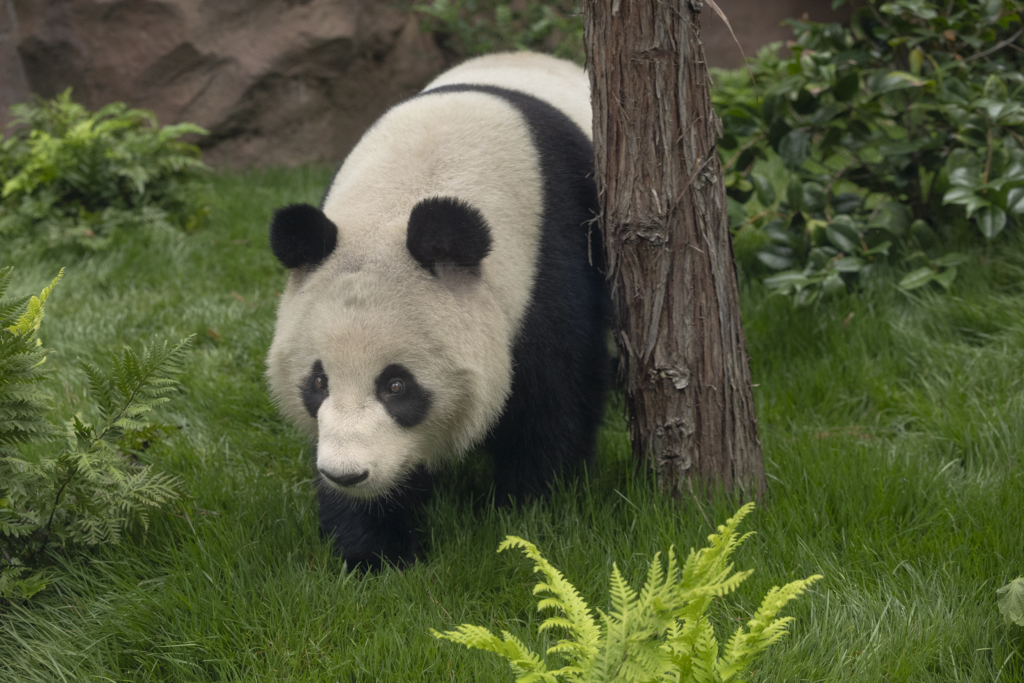 San Diego Zoo Welcomes Giant Pandas - Bluedot Living