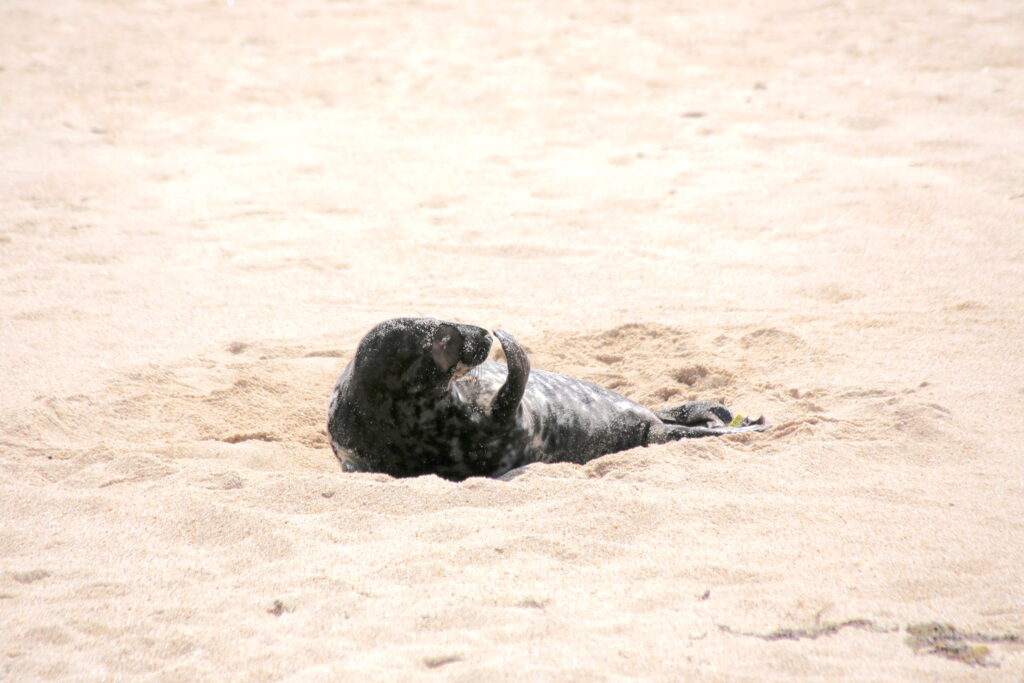 seal with flipper in sand