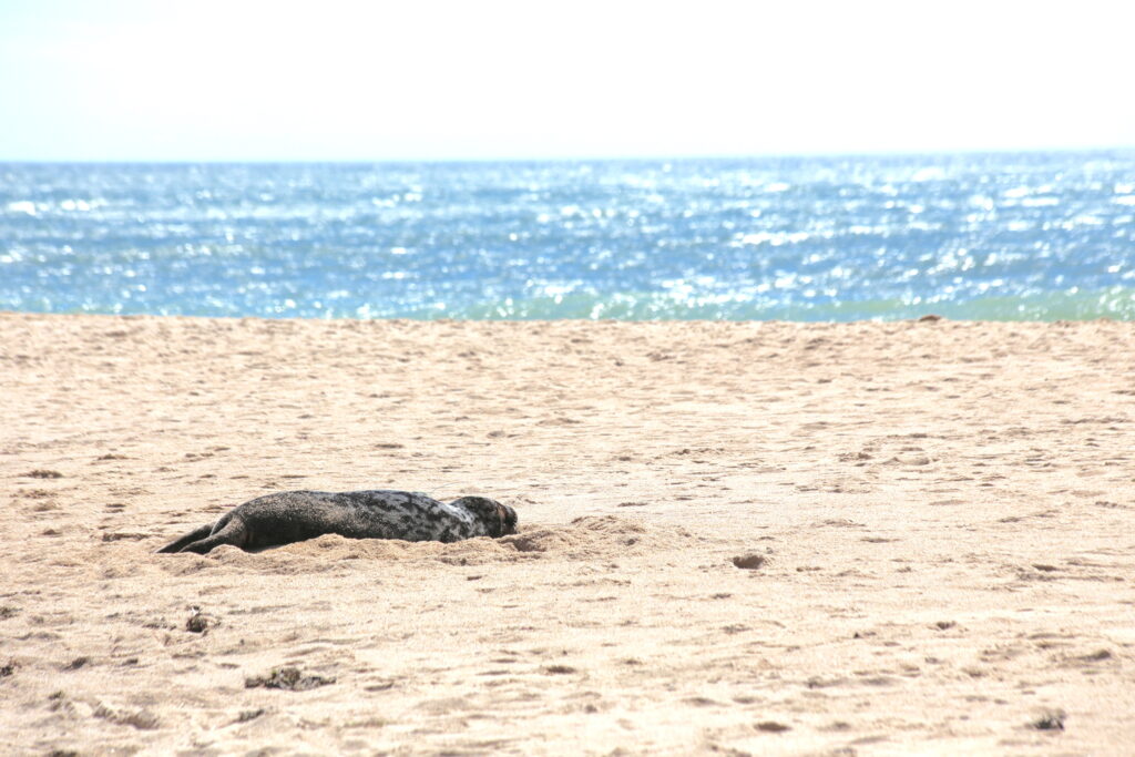seal laying in sand with ocean behind