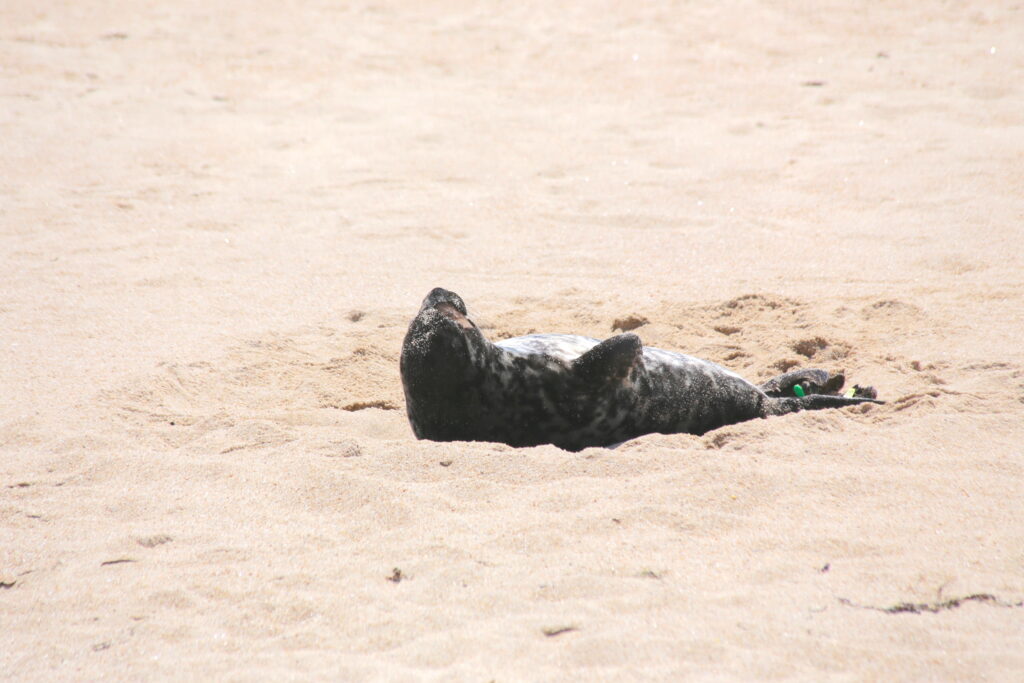 seal laying in sand