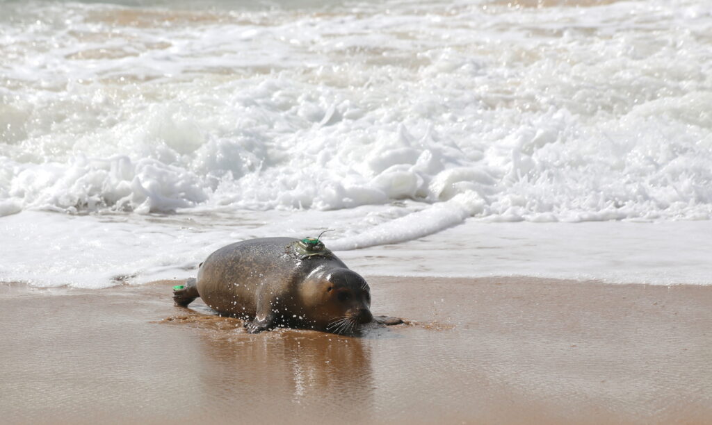 seal with tracker on back
