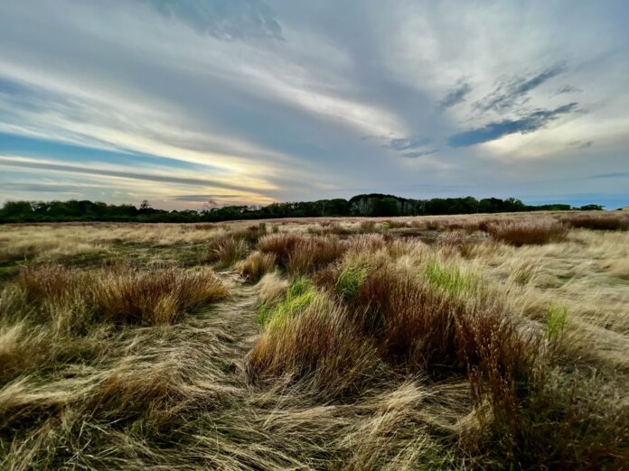 Will Kinsella's Meadow